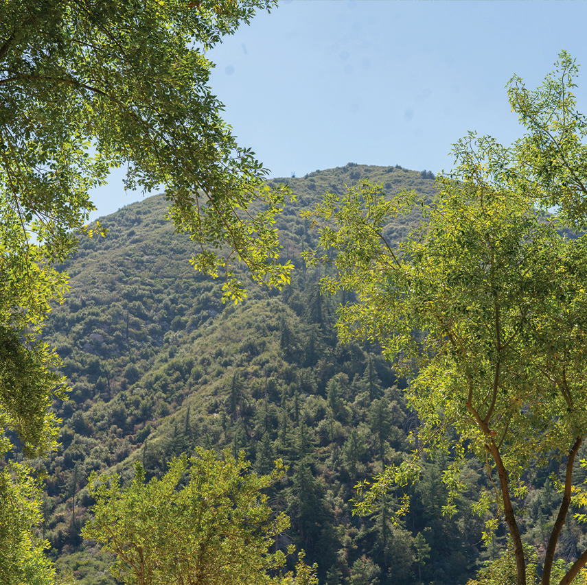 Forested canyon ridgeline framed by sycamore branches