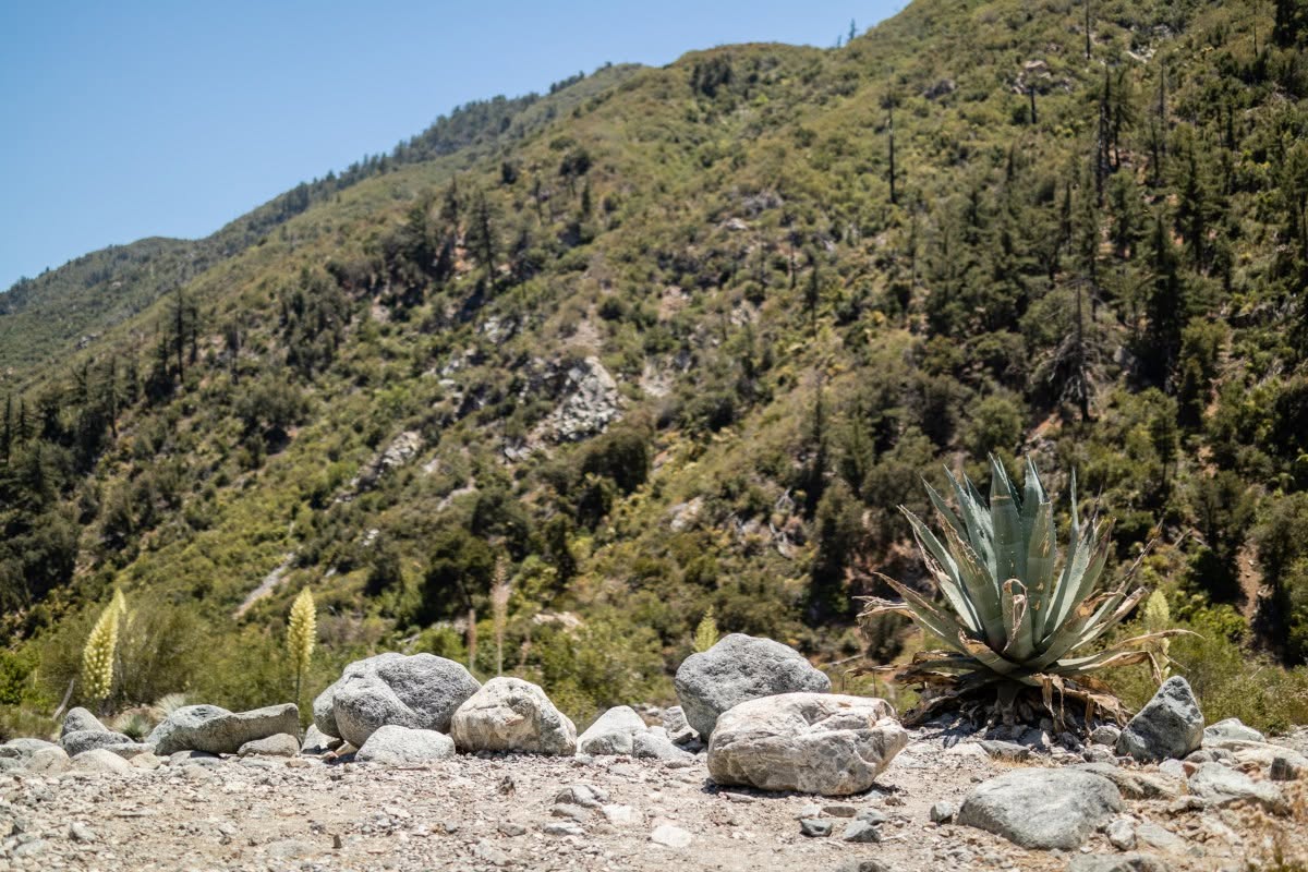 Green mountainside above the creek rocks